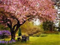 Opakowanie Diamentowa mozaika Ławka pod kwitnącą jabłonią 60634