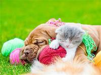 Opakowanie Diamentowa mozaika Pies  kot i kolorowe kłębki 60313