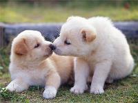 Opakowanie Diamentowa mozaika Szczeniaki 60386