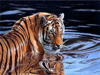 Diamentowa mozaika Tygrys w wodzie 60867. Wydawca: JU-PITER. SmakLiter.pl Opakowanie Diamentowa mozaika Tygrys w wodzie 60867