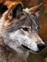 Opakowanie Diamentowa mozaika Wilk 60341