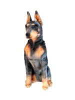 Opakowanie Doberman 66cm