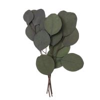 Eukaliptus populus 4 gałązki ok. 20cm zielony. Wydawca: Dalprint. SmakLiter.pl Opakowanie Eukaliptus populus 4 gałązki ok. 20cm zielony