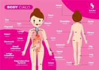 Opakowanie Fiszki do języka angielskiego - Ciało 3szt