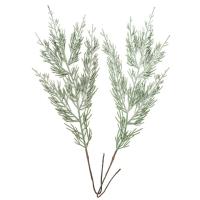 Opakowanie Gałązki tui 33cm 2szt