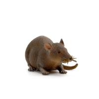 Opakowanie Gumowy szczur