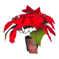 Opakowanie Gwiazda betlejemska