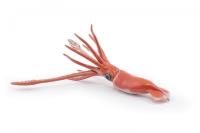 Opakowanie Kałamarnica olbrzymia