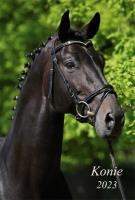 Opakowanie Kalendarz 2023 Ścienny wieloplanszowy Konie