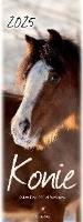 Opakowanie Kalendarz 2025 pocztówkowy Konie