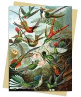 Opakowanie Karnet B6 Kolibry Ernst Haeckel