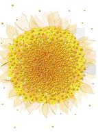 Opakowanie Karnet B6 + koperta MO5516W Słonecznik