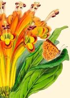 Opakowanie Karnet B6 z kopertą Alstromeria