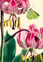 Opakowanie Karnet B6 z kopertą Lilia