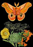 Opakowanie Karnet B6 z kopertą Pomarańczowa ćma