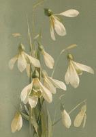 Opakowanie Karnet ST402 B6 + koperta Przebiśniegi