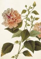 Opakowanie Karnet ST404 B6 + koperta Piwonia