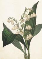 Opakowanie Karnet ST409 B6 + koperta Konwalia