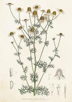 Opakowanie Karnet ST411 B6 + koperta Rumianek