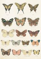 Opakowanie Karnet ST414 B6 + koperta Motyle