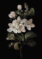 Opakowanie Karnet ST415 B6 + koperta Kwiat jabłoni