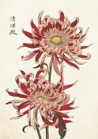 Opakowanie Karnet ST419 B6 + koperta Chryzantema