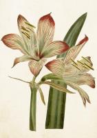 Opakowanie Karnet ST421 B6 + koperta Amarylis