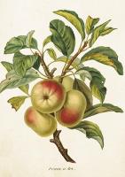 Opakowanie Karnet ST422 B6 + koperta Jabłoń