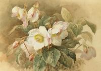 Opakowanie Karnet ST424 B6 + koperta Ciemiernik biały