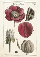 Opakowanie Karnet ST426 B6 + koperta Piwonie