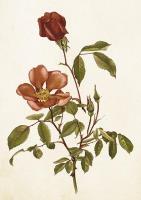 Opakowanie Karnet ST429 B6 + koperta Róża