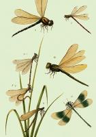 Opakowanie Karnet ST435 B6 + koperta Ważki