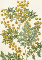 Opakowanie Karnet ST442 B6 + koperta Mimoza