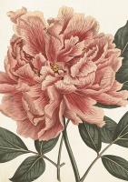 Opakowanie Karnet ST451 B6 + koperta Piwonia