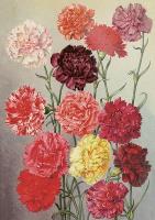 Opakowanie Karnet ST455 B6 + koperta Goździki