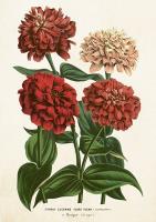 Opakowanie Karnet ST458 B6 + koperta Cynia