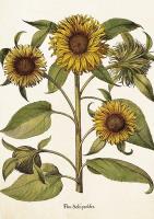 Opakowanie Karnet ST459 B6 + koperta Słoneczniki