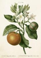 Opakowanie Karnet ST460 B6 + koperta Pomarańcza