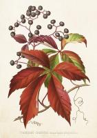 Opakowanie Karnet ST461 B6 + koperta Winobluszcz