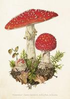 Opakowanie Karnet ST463 B6 + koperta Muchomor