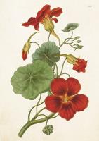 Opakowanie Karnet ST464 B6 + koperta Nasturcja