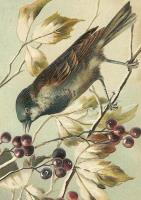 Opakowanie Karnet ST468 B6 + koperta Ptaszek na gałęzi