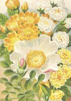 Opakowanie Karnet ST473 B6 + koperta Żółte róże