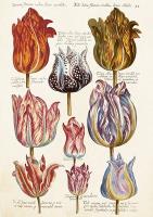 Opakowanie Karnet ST476 B6 + koperta Tulipany