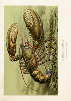 Opakowanie Karnet ST477 B6 + koperta Homar zwyczajny