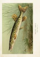 Opakowanie Karnet ST478 B6 + koperta Szczupak