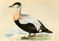 Opakowanie Karnet ST481 B6 + koperta Edredon