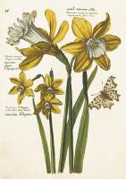 Karnet ST484 B6 + koperta Żonkile - narcyzy. Wydawca: Skona Ting. SmakLiter.pl Opakowanie Karnet ST484 B6 + koperta Żonkile - narcyzy