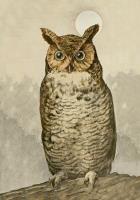 Opakowanie Karnet ST488 B6 + koperta Sowa