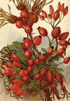 Opakowanie Karnet ST494 B6 + koperta Owoce dzikiej róży